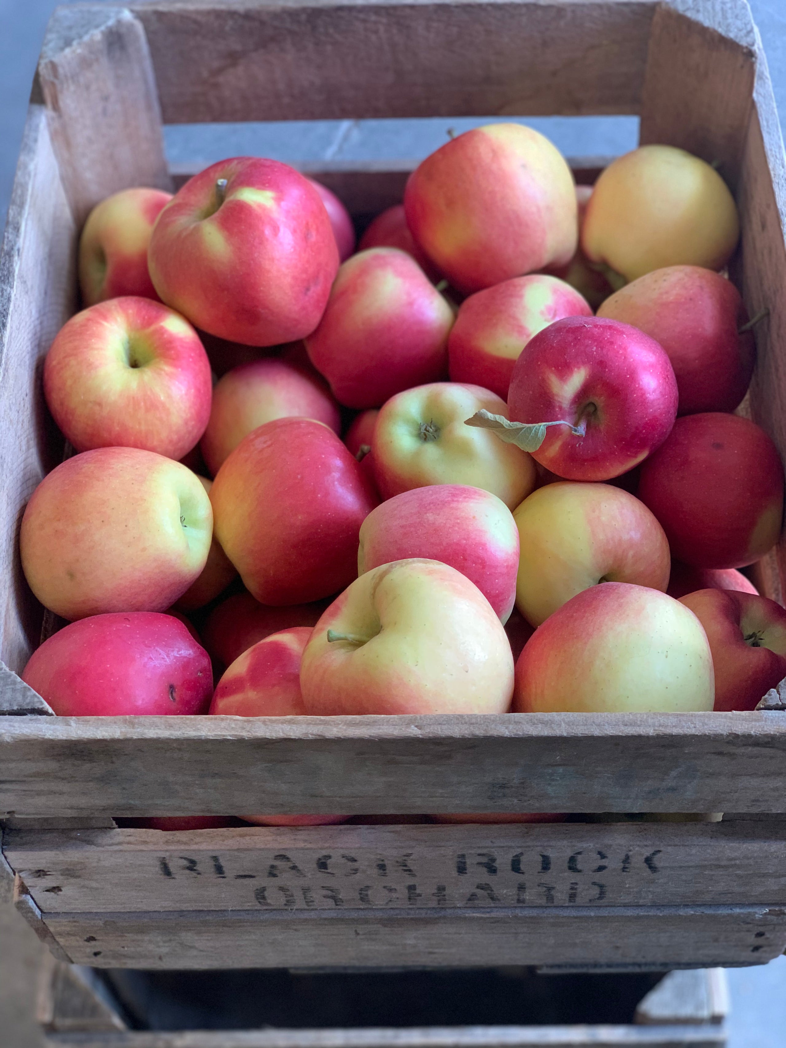 Pink Lady Apples Black Rock Orchard